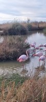 Flamands roses  &copy; Happy tour camargue 