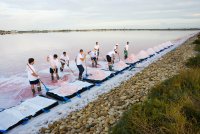 Salin d'Aigues-Mortes - Récolte de la fleur de sel © Salin d'Aigues-Mortes