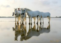 Chambre d'hôtes - Chevaux de Camargue © Manade Saint Louis