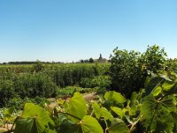 G&icirc;te "L'Amandier" - Les Pierrades en Camargue_Vauvert &copy; 