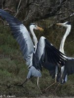 Faune sauvage © Parc ornithologique du Pont de Gau