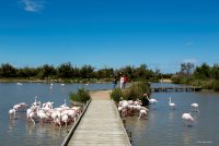 Flamants roses © Parc ornithologique du Pont de Gau