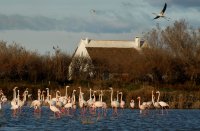 Flamants roses © Parc ornithologique du Pont de Gau