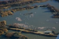 Parc ornithologique de Pont de Gau_Saintes-Maries-de-la-Mer © 