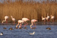 Parc ornithologique de Pont de Gau_Saintes-Maries-de-la-Mer © 