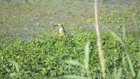 réserve du petit rhône - oiseaux de camargue © réserve du petit rhône