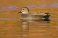 réserve du petit rhône - oiseaux de camargue © réserve du petit rhône