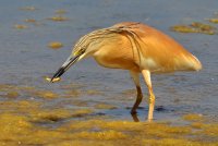 réserve du petit rhône - oiseaux de camargue © réserve du petit rhône