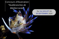 Concours d'illustration "Nudibranches de Méditerranée"