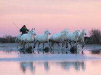 C&eacute;cile Domens - Chevaux