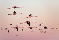 Cécile Domens - Flamants Roses