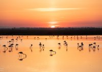 Cécile Domens - Flamants Roses