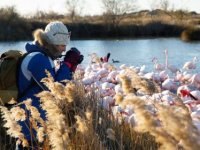 Atelier photos - Flamants Roses