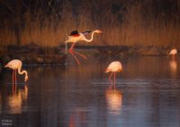 Cécile Domens - Flamants Roses