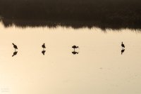 Cécile Domens - Oiseaux de Camargue