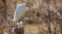 C&eacute;cile Domens - Oiseau de Camargue