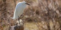 C&eacute;cile Domens - Oiseau de Camargue
