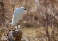 C&eacute;cile Domens - Oiseau de Camargue