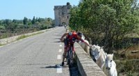 Cycliste et cheval