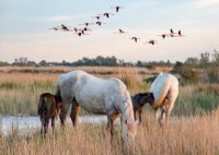 Aigues-Mortes - Camargue