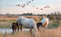 Aigues-Mortes - Camargue