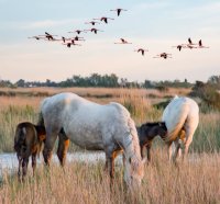 Aigues-Mortes - Camargue