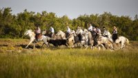 Aigues-Mortes - Camargue (accueil)