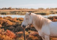 Aigues-Mortes - Cheval