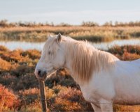 Aigues-Mortes - Cheval
