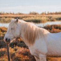 Aigues-Mortes - Cheval