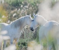 Aigues-Mortes - Chevaux Camargue