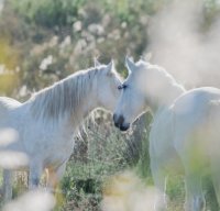 Aigues-Mortes - Chevaux Camargue