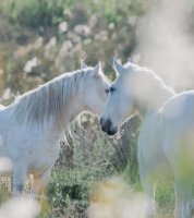 Aigues-Mortes - Chevaux Camargue