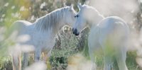 Aigues-Mortes - Chevaux Camargue