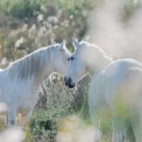 Aigues-Mortes - Chevaux Camargue