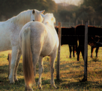 Aigues-Mortes - Chevaux et Taureaux Camargue
