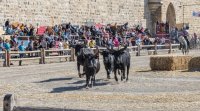 Aigues-Mortes - F&ecirc;te votive