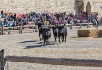 Aigues-Mortes - F&ecirc;te votive