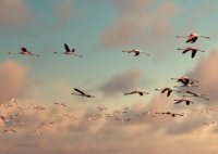 Aigues-Mortes - Flamants Roses