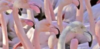 Aigues-Mortes - Flamants Roses