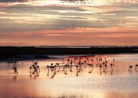 Aigues-Mortes - Flamants roses au coucher de soleil