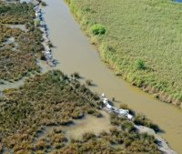 Marais avec chevaux