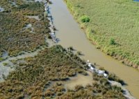 Marais avec chevaux