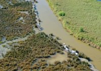 Aigues-Mortes - Marais et chevaux