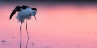 Aigues-Mortes - Oiseau de Camargue