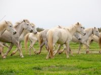 Aigues-Mortes - Printemps en Camargue