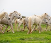 Aigues-Mortes - Printemps en Camargue
