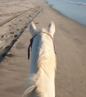 Aigues-Mortes - Promenade à cheval