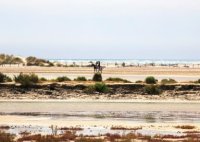 Aigues-Mortes - Promenade à cheval