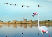 Aigues-Mortes - Remparts et Flamants Roses